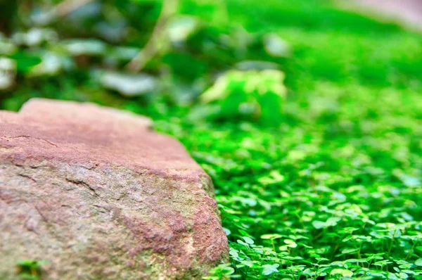 Pietra in erba verde brillante, messa a fuoco selettiva, sfondo sfocato. Copia spazio . — Foto Stock