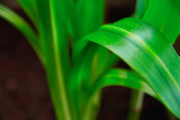 Concetto di crescita e freschezza. Pianta verde estesa lunga foglie verde brillante su sfondo scuro primo piano. Focus selettivo . — Foto Stock