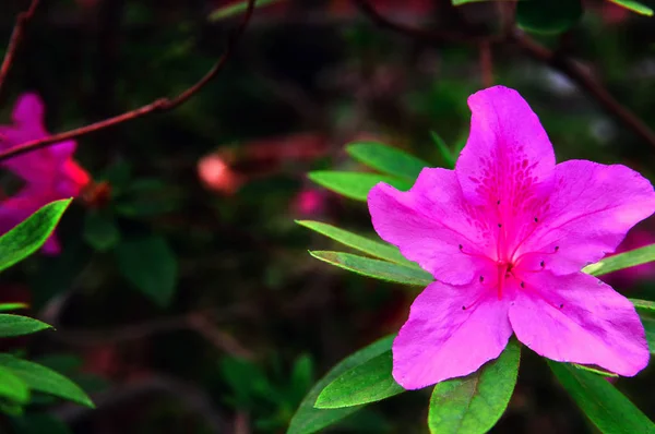 Brightly pink flower of Azalea against dark background. Beautiful large tropical flower. Thickets azaleas. Copy space. — Stock Photo, Image