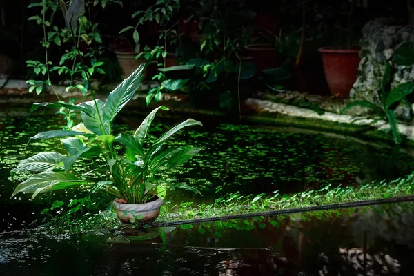 Estanque decorativo sombreado con macetas y plantas de agua. La luz ilumina la planta. Juego de luz y sombra. Copiar espacio . — Foto de Stock