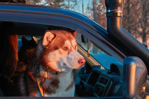Σκύλος βλέπει ανοιχτό παράθυρο του αυτοκινήτου. Red Siberian husky κάθεται στο αυτοκίνητο και φαίνεται στενά. Φωτεινό ηλιοβασίλεμα φως χειμερινό ήλιο. Έννοια που ταξιδεύουν — Φωτογραφία Αρχείου