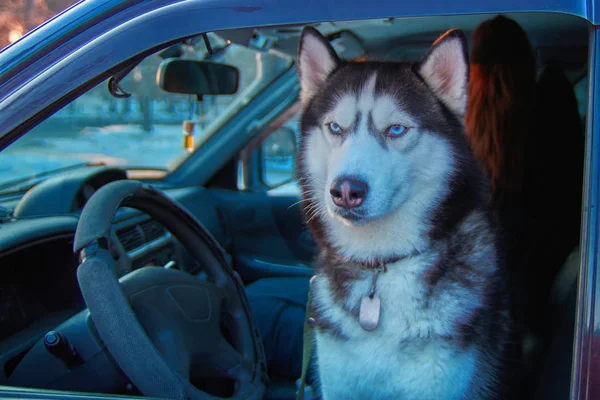 Porträt Hund schaut aus Auto. Siberian Husky sitzt im Auto und schaut. Konzept Reisen mit Haustier. — Stockfoto
