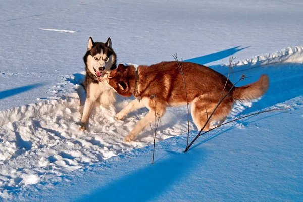 Kutyák játszanak a hóban. Szibériai husky kutyák harcolni, és hófúvás harap. A belvárosi meleg téli nap. Séta kutyák. — Stock Fotó