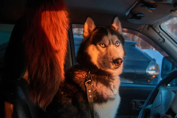 Porträt Hund schaut aus Auto. Siberian Husky sitzt im Auto und schaut. heller Sonnenuntergang Licht Wintersonne. Konzept Reisen mit Haustier. — Stockfoto