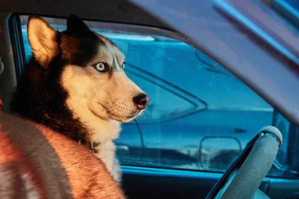 Hund schaut aus Auto. Siberian Husky sitzt im Auto und schaut. heller Sonnenuntergang Licht Wintersonne. Konzept Reisen mit Haustier. — Stockfoto