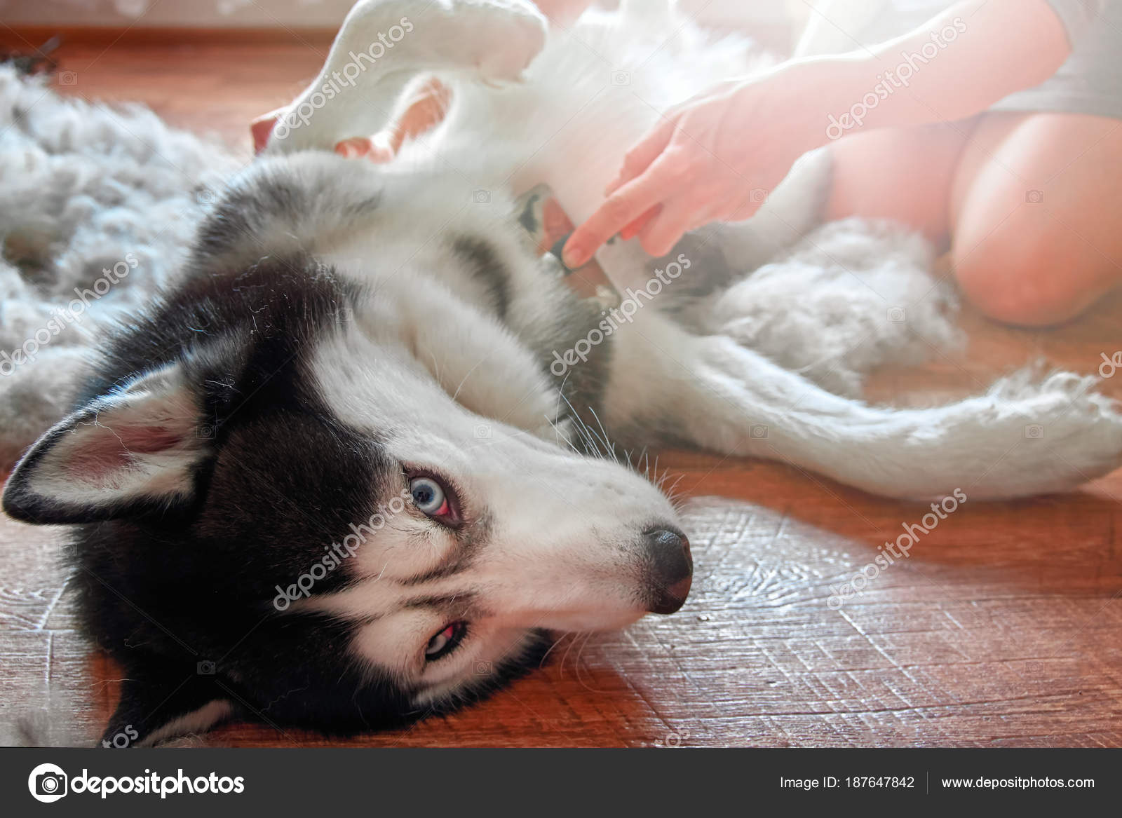 Shedding Siberian Husky Hair Concept Annual Molt, Coat Shedding