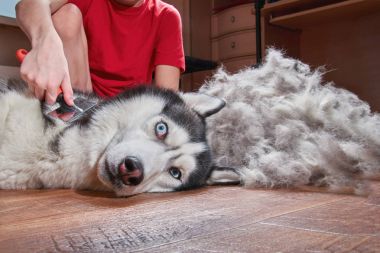 Concept molting pet. Grooming undercoat dog. Boy combs wool from Siberian husky. Husky dog looks crazy with frightened eyes. clipart