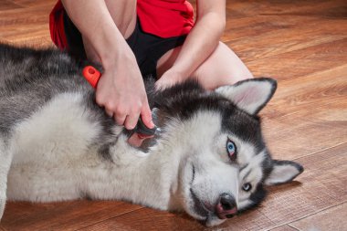 Kavram evde beslenen hayvan deri değiştirme. Astar boya köpek bakım. Sahibi Sibirya Husky yün tarak. Husky köpek yerde yatıyor ve görünüyor.