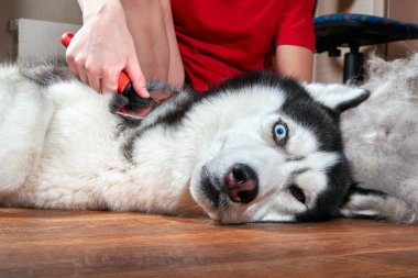 Kavram yıllık tüy dökme, dökülme, Evcil hayvan çoğalmaktadır ceket. Astar boya köpek bakım. Çocuk tarak yün Sibirya Husky.