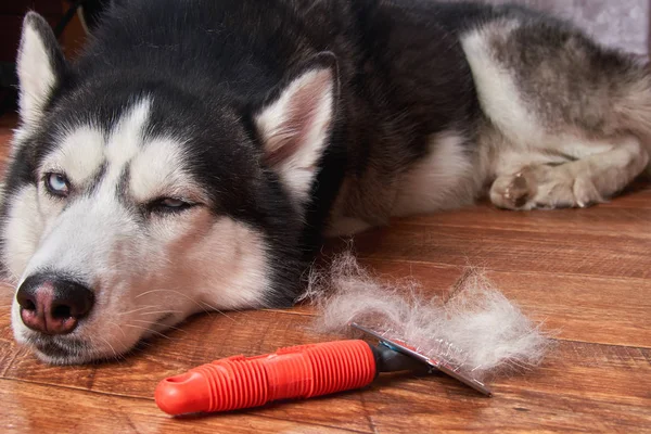 Concept annual molt, coat shedding, moulting dogs. Siberian husky lies on wooden floor next to red rakers brush. — Stock Photo, Image