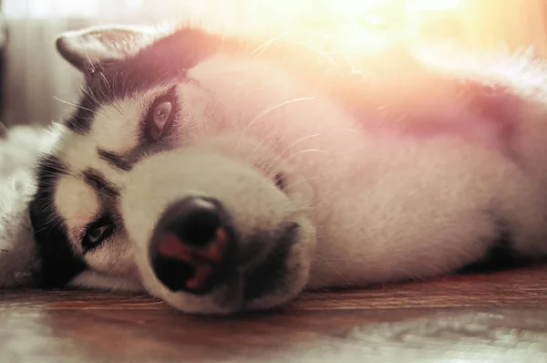 Cossets Husky cão sob raios quentes sol. doce siberiano husky mentiras no chão . — Fotografia de Stock