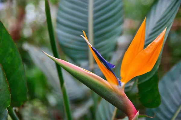 Piękny kwiat royal Strelitzia Reginae otoczony zielonymi liśćmi. Pomarańczowy i ciemny niebieski kwiat nietypowy kształt w formie ptaka. Selektywny fokus. — Zdjęcie stockowe