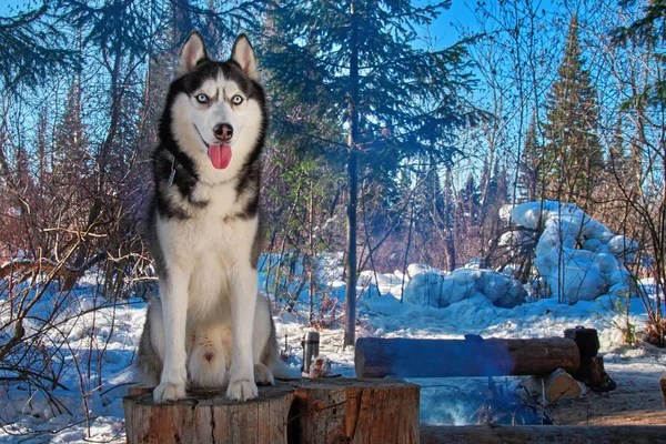 Portret Siberische husky zittend op boomstronk in winter woud. Besneeuwd boslandschap met hond op duidelijk frosty zonnige dag met blauwe lucht. Voor poster, kalender, magazine, advertentie. — Stockfoto