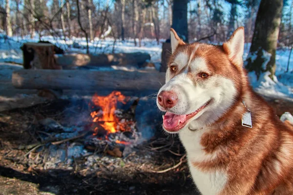 Husky siberiano rojo sentado junto a la fogata en el bosque de invierno en un día soleado y helado. El perro sonríe y mira la cámara. Copiar espacio . —  Fotos de Stock