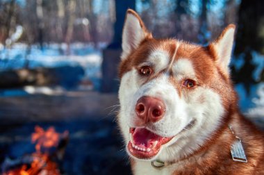 Siberian dış yapraklar kış ormanda kamp ateşi tarafından güneşli soğuk bir günde oturuyor. Köpek gülümsüyor ve kamera bakar. Kopya alanı.