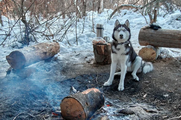 Porträt sibirischer Husky am Lagerfeuer im Winterwald sitzend. Hund blickt in Kamera. Kopierraum. — Stockfoto