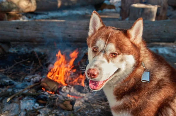 Retrato vermelho Siberian husky sentado ao lado da fogueira na floresta de inverno em dia gelado ensolarado. O cão sorri e olha para a câmara. Espaço de cópia . — Fotografia de Stock