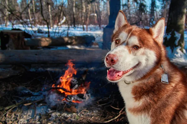Retrato vermelho Siberian husky sentado ao lado da fogueira na floresta de inverno em dia gelado ensolarado. O cão sorri e olha para a câmara. Espaço de cópia . — Fotografia de Stock