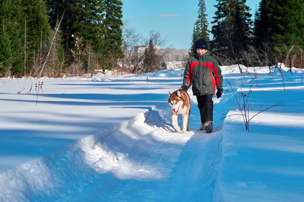 Chlapec (10 let) chodí se psem. Dítě chodí po zasněžené silnici s červeným sibiřský husky na pozadí lesa a modrá obloha. Zimní les ve slunečný den. — Stock fotografie