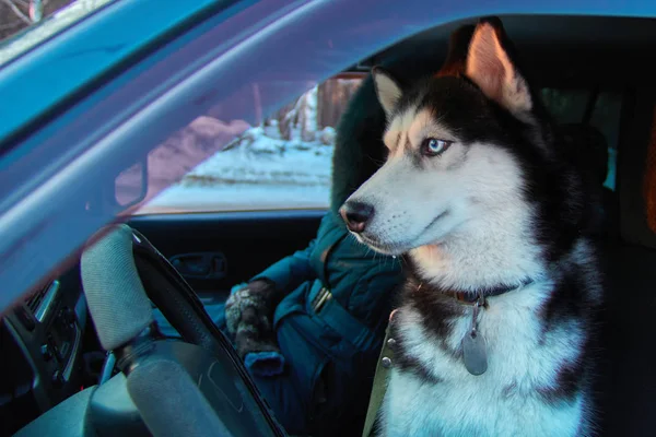 Entzückender sibirischer Husky-Hund auf dem Fahrersitz. Winterausflug zum Auto mit schwarz-weißem Haustier mit blauen Augen. Fahren mit Hund. — Stockfoto