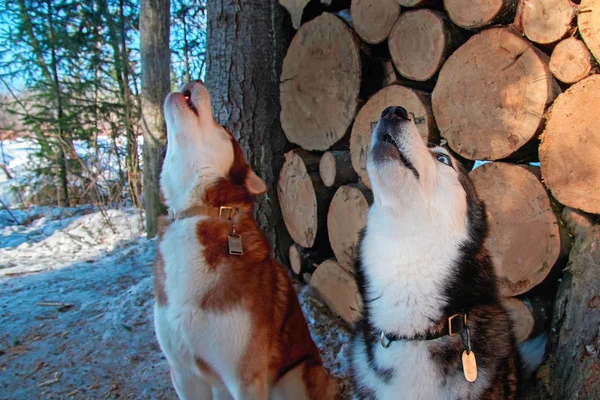 Heulende Hunde auf einem Holzstapel im Hintergrund. Seitenansicht heulende sibirische Huskyköpfe. — Stockfoto