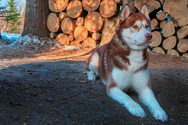 Husky siberiano se encuentra en el registro de antecedentes de leña. Hermoso perro con abrigo marrón rojizo. Copiar espacio . —  Fotos de Stock