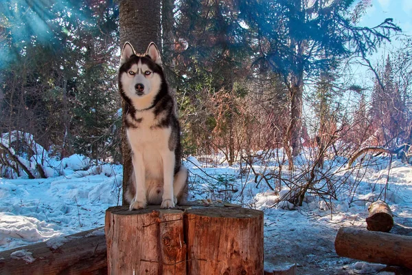 Husky syberyjski portret siedzący na Kikut w zimowym lesie. Pokryte śniegiem Las Krajobraz z psem na jasne mroźny słoneczny dzień z błękitnego nieba. — Zdjęcie stockowe