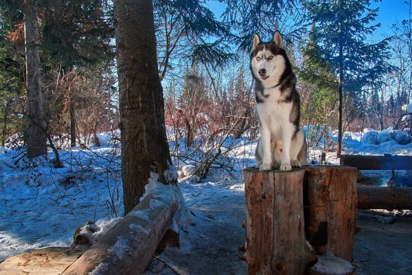 Siberische husky bevindt zich te midden van de winter bos op zonnige dag. Mooie hond met blauwe ogen kijkt vooruit. Kopiëren van ruimte. — Stockfoto