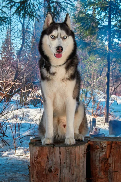Retrato siberiano husky sentado en el tocón en el bosque de invierno . —  Fotos de Stock