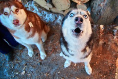 Namlu uluyan köpek, üstten görünüm. Komik Siberian dış yapraklar yukarı kafasıyla havlar. Mavi gözlü sevimli siyah ve beyaz husky köpek.