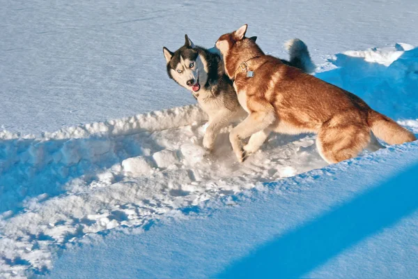 Psi bavit, hrát ve sněhu. Sibiřský husky kousnutí a boj. Večerní osvětlení. — Stock fotografie