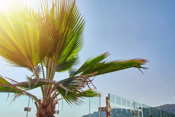 Sonnenlicht durch Blätter Palme am Strand am Glaszaun. Konzept eines klaren, sonnigen Sommertages in den Tropen. — Stockfoto