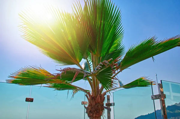 Sonnenlicht durch Blätter Palme am Strand am Glaszaun. Konzept eines klaren, sonnigen Sommertages in den Tropen. für Cover, Magazin. — Stockfoto