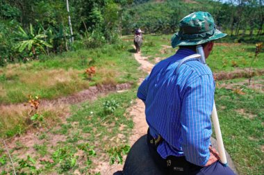 Şoför bir fil biniyor. Filler tropikal ormanda Safari. Seyahat kavramı. Arkadan görünüm.