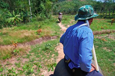 Şoför bir fil biniyor. Filler tropikal ormanda Safari. Seyahat kavramı. Arkadan Görünüm. Kopya alanı.