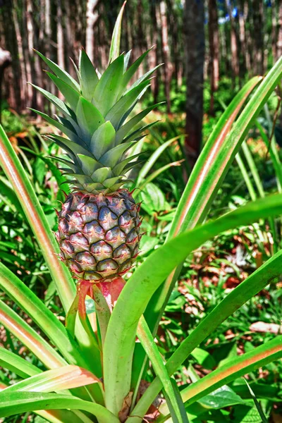 Zralý ananas rostlin a ovoce. Vertikální Foto. — Stock fotografie