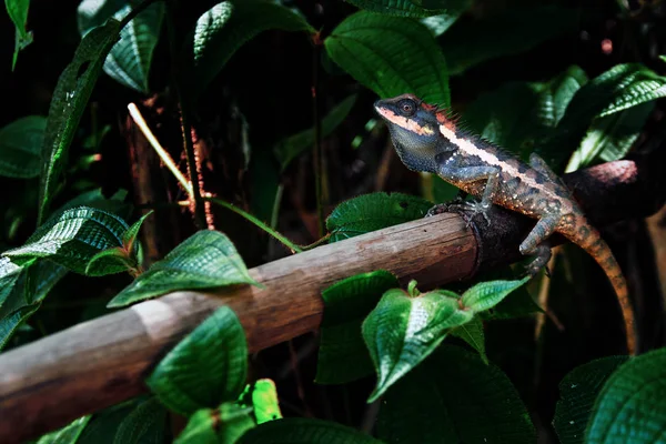 Lizard Kin Ka. Beautiful large lizard in the tropical jungle. Bright color reptile in the twilight rain forest. Copy space — Stock Photo, Image