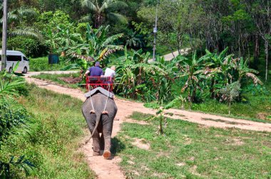 Tropikal ormanda filler üzerinde safari. Fil bir çift genç insan taşıyor. Arka plan.