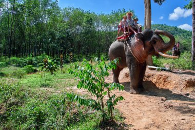 Dostu aile büyük bir fil biniyor. Baba ve iki sevimli oğlu fil üzerinde geçiyor. Filler kavramı seyahat. Kopya alanı