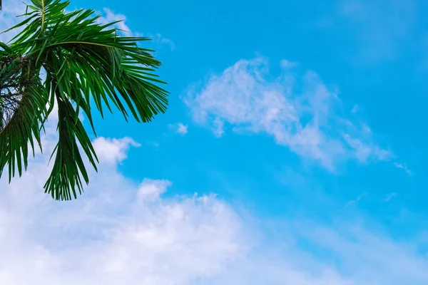 Krone der Palmen gegen den strahlend blauen tropischen Himmel mit Wolken. — Stockfoto