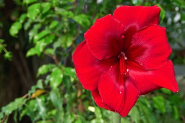 Koyu tropikal yaprakları renkli büyük çiçek. 