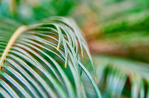 Vintage zdjęcie tropikalnych paproci zielony liść na niewyraźne zielone tło dla projektowania druku. Tropikalny wzór kwiatowy, prawdziwe zdjęcie. — Zdjęcie stockowe