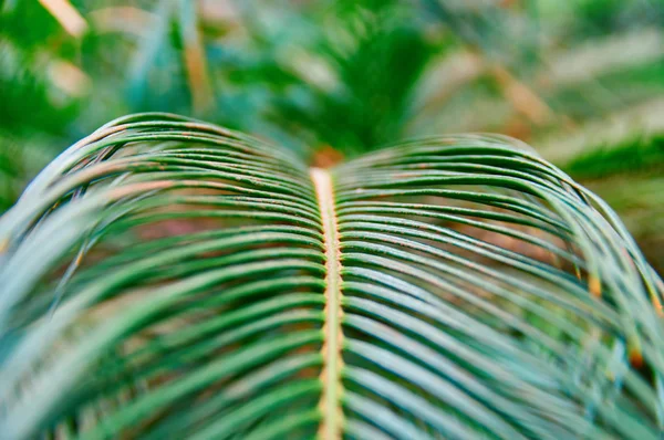Tropikalny paproci zielony liść na zielonym tle do projektowania druku. Tropikalny wzór kwiatowy, prawdziwe zdjęcie. — Zdjęcie stockowe