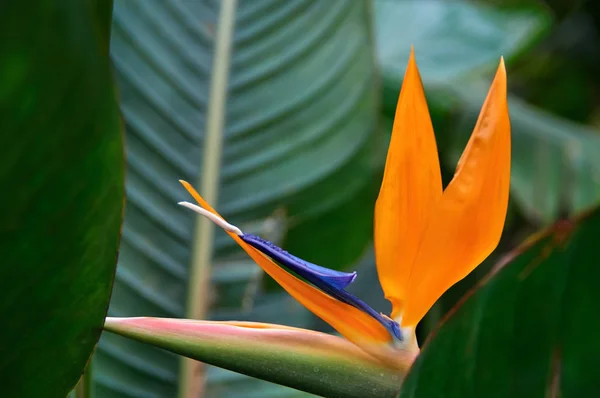 Kolorowy kwiat (Strelitzia Reginae) na tle ciemnego tropikalnego liści natury. Pomarańczowy i niebieski kwiat niezwykły kształt w postaci ptaka — Zdjęcie stockowe