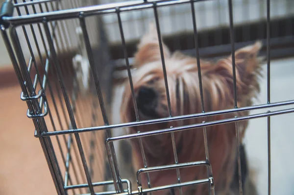 Blurred Yorkshire Terrier uncut doggie in a cage. Yorkies dog top front view. — Stock Photo, Image