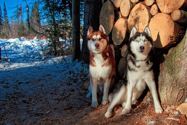 Två Siberian husky sitter bredvid vedbacken i skogen vinter. Vackra hundar titta närmare på kameran. — Stockfoto