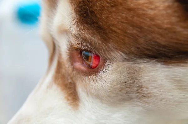 Göz kafasına bir darbe kaynaklanan kanama bir köpek. Siberian dış yapraklar arabanın altında bir travmatik beyin hasarı var.. — Stok fotoğraf
