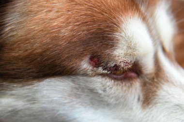 Bir kanama üzerinde göz yara dogâ €™ s baş. Yakın çekim.