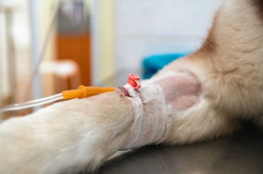 Damlalık tıp kateter bakımlı köpek pençe içinde eklenir. Üzerinde kan olan bir bandaj ile sargılı köpek pençe
