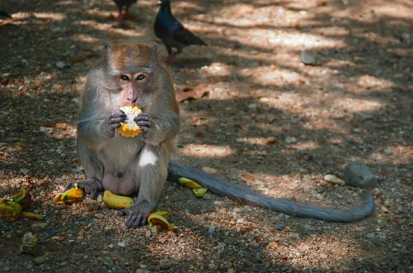 猕猴吃玉米。猴子看着相机, 咬了一口从游客那里收到的煮玉米。. — 图库照片
